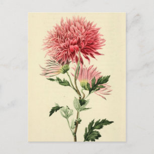 Vintage Pink Chrysanthemum Flower Postcard