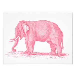 Vintage Pink Elephant 1800s Elephants Illustration Photo Print