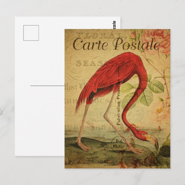 Vintage Pink Flamingo Postcard (Front/Back)