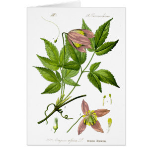 Vintage Pink Flower