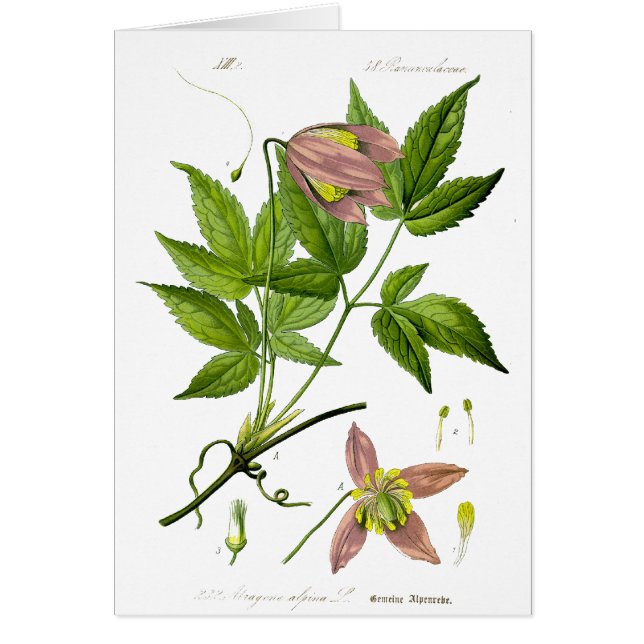 Vintage Pink Flower (Front)