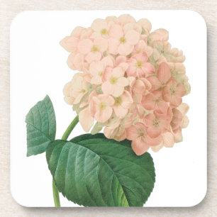 Vintage Pink Hydrangea Hortensia Flower by Redoute Coaster