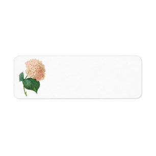 Vintage Pink Hydrangea Hortensia Flower by Redoute Return Address Label