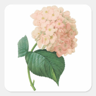 Vintage Pink Hydrangea Hortensia Flower by Redoute Square Sticker