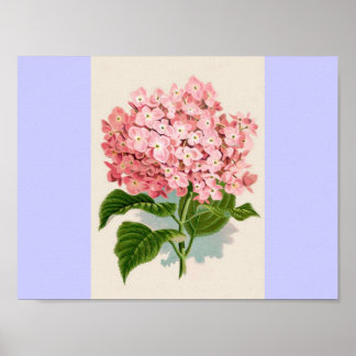 Vintage Pink Hydrangea Poster
