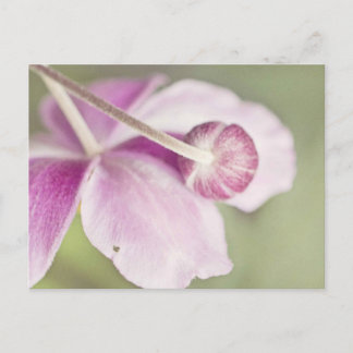 Vintage Pink Postcard