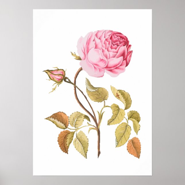 Vintage Pink Rose Botanical Print (Front)