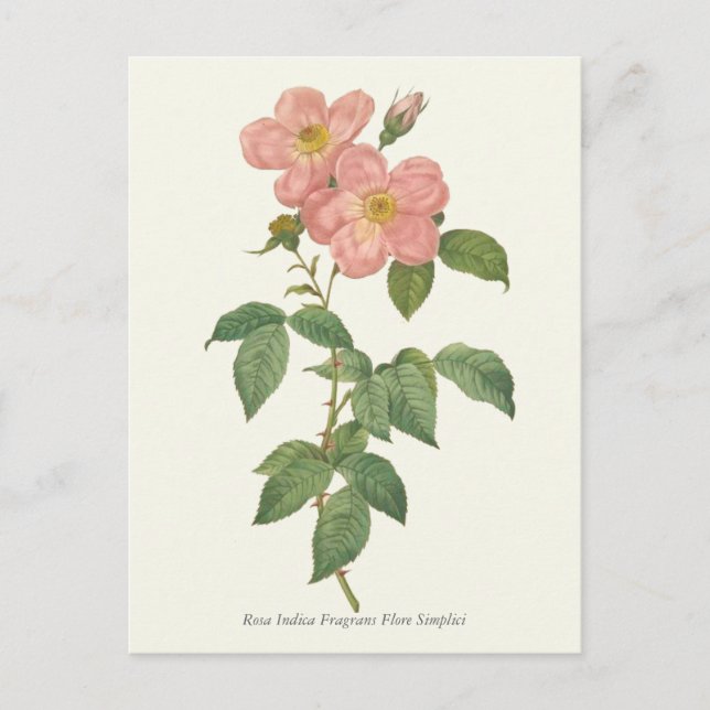 Vintage Pink Rose Botanical Print Postcard (Front)