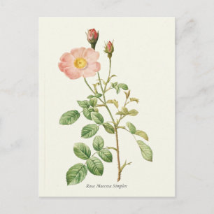 Vintage Pink Rose Botanical Print Postcard