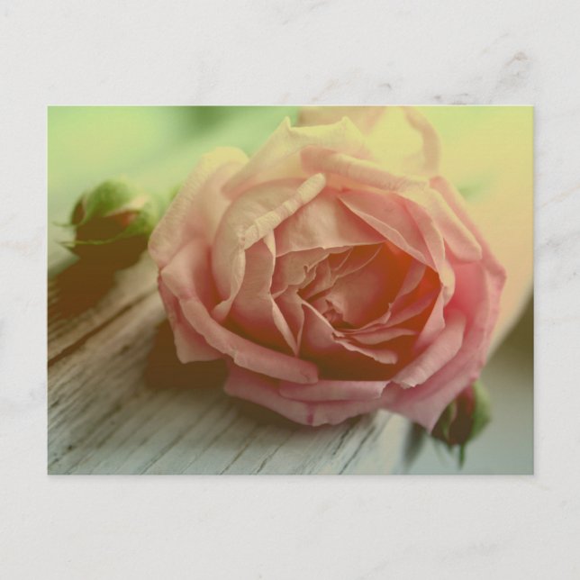 Vintage Pink Rose Flower Floral Postcard (Front)