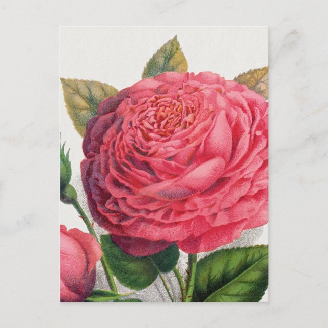 Vintage Pink Rose Illustration Postcard (Front)