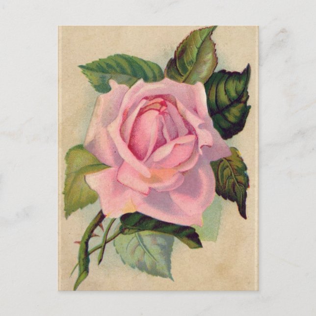 Vintage Pink Rose Postcard (Front)