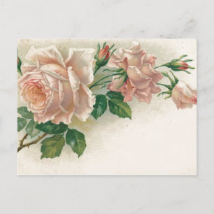 Vintage Pink Rose Postcard