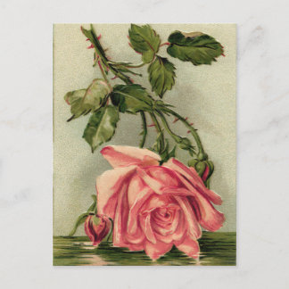 Vintage Pink Rose Postcard