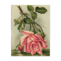 Vintage Pink Rose