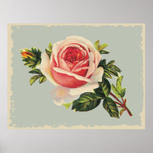 Vintage Pink Rose Poster