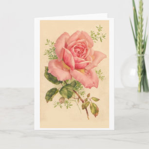 Vintage Pink Rose with Dew Drops, Card