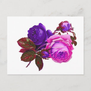 Vintage Pink Roses - Gifts Postcard