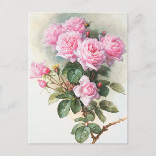 Vintage Pink Roses Painting Postcard