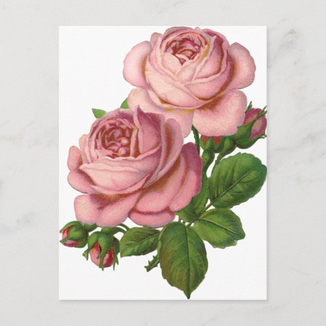 Vintage Pink Roses Postcard (Front)
