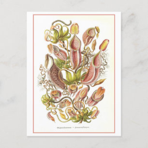 Vintage Pitcher Plant Floral Book Illustration Postcard