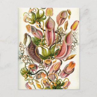 Vintage Pitcher Plants Postcard