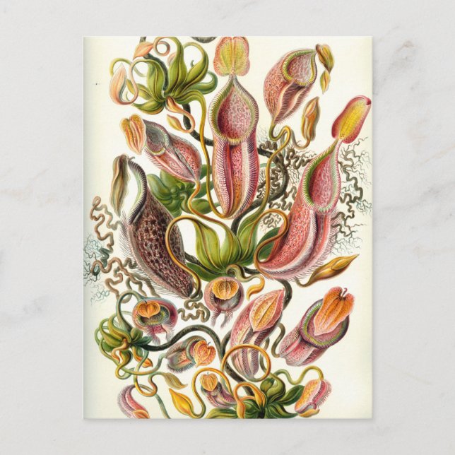 Vintage Pitcher Plants Postcard (Front)