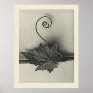 Vintage Plant Photograph - Archival Print
