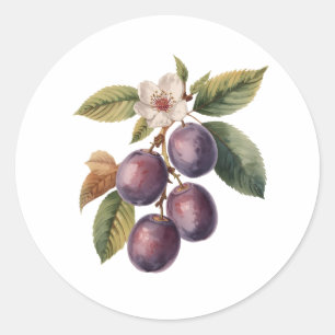 Vintage Plum Fruit Branch with Plum Blossom Classic Round Sticker