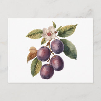 Vintage Plum Fruit Branch with Plum Blossom Postcard