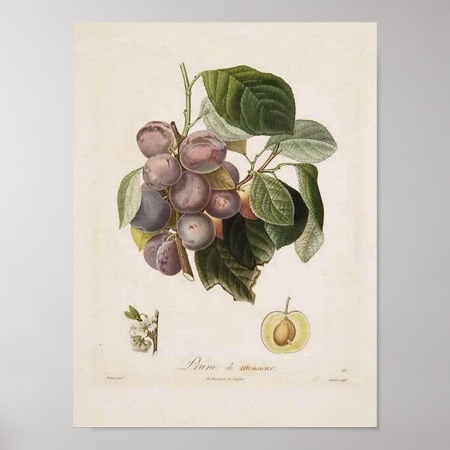 Vintage Plum Poster (Front)