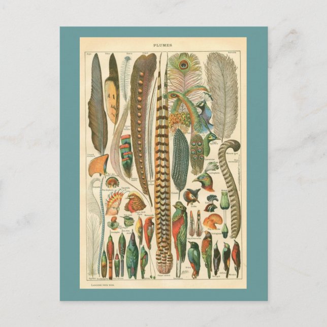 Vintage Plumes Postcard (Front)
