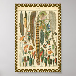 Vintage Plumes Poster