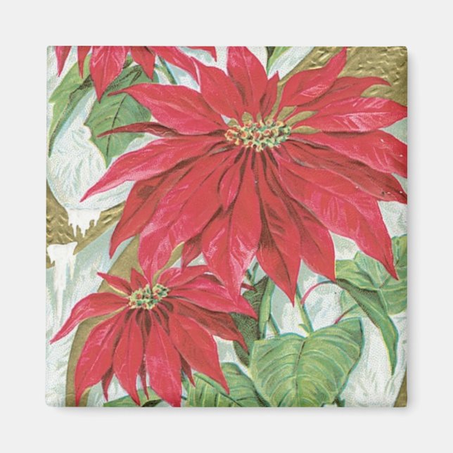 Vintage Poinsettia illustration. Magnet (Front)