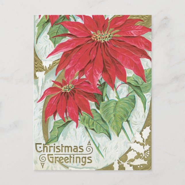 Vintage Poinsettia Illustration Postcard (Front)