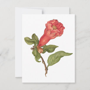 Vintage pomegranate flower blooming illustration card