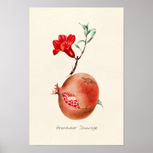 Vintage Pomegranate Illustration Poster