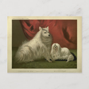 Vintage Pomeranian maltese dog portrait Postcard