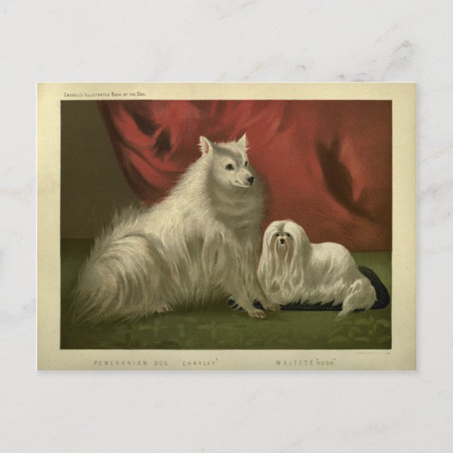 Vintage Pomeranian maltese dog portrait Postcard (Front)
