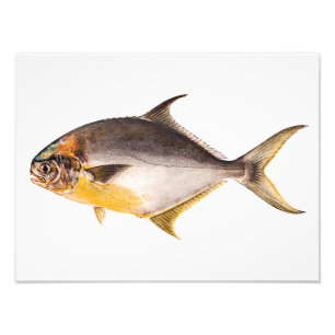 Vintage Pompano Fish - Game Fishes Template Blank Photo Print