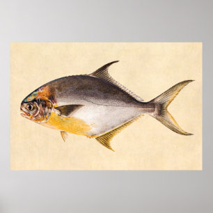 Vintage Pompano Fish - Game Fishes Template Blank Poster