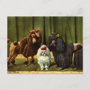 Vintage Poodle Dogs Postcard