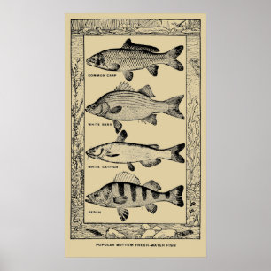 Vintage Popular Fresh-Water Fish by Louis Rhead Poster