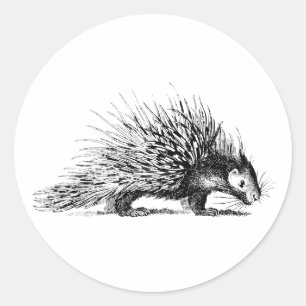 Vintage Porcupine Illustration - 1800's Porcupines Classic Round Sticker