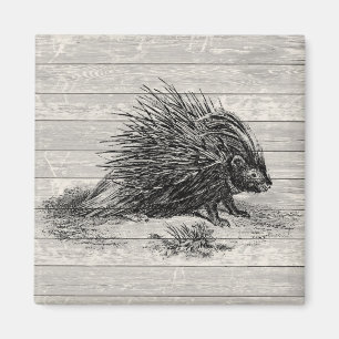 Vintage Porcupine Illustration Magnet