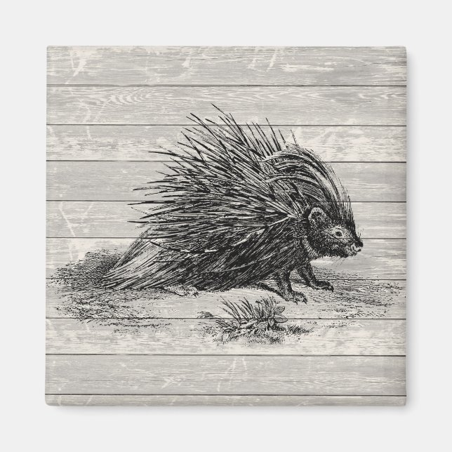 Vintage Porcupine Illustration Magnet (Front)