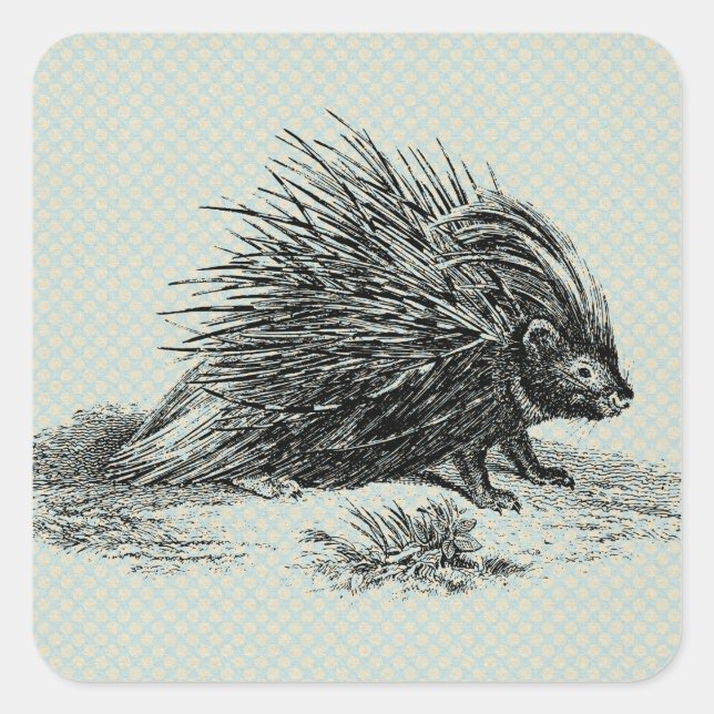 Vintage Porcupine Illustration Square Sticker (Front)