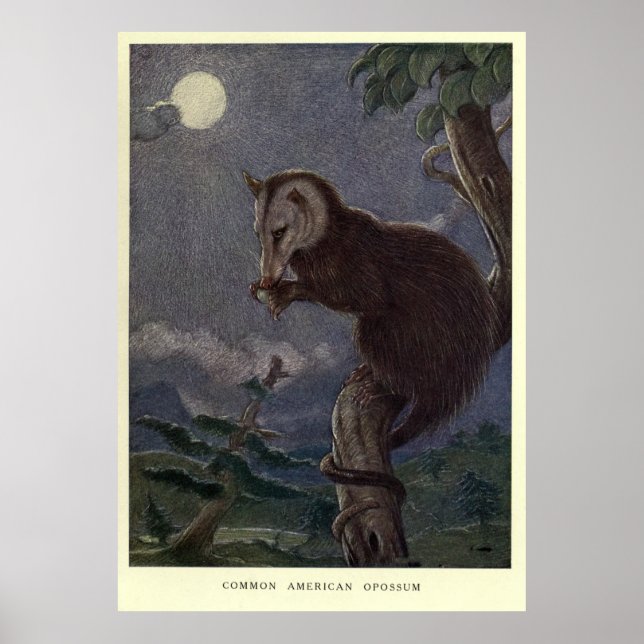 Vintage Possum Painting (1909) Poster (Front)