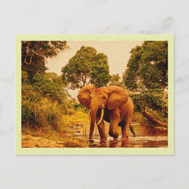 Vintage Postcard African Elephant (Front)