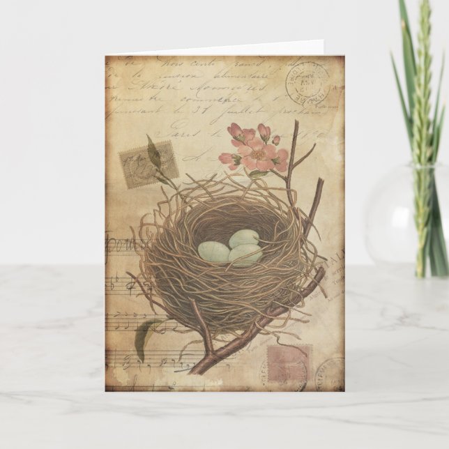 Vintage Postcard Bird Nest and Eggs (Front)